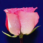Translucent Rose Art Print