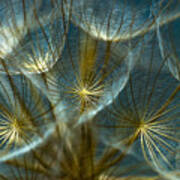 Translucid Dandelions Art Print