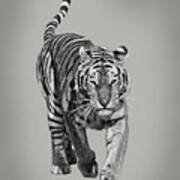 Traveling Tiger Art Print