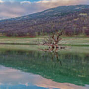 Tree And East Bay Hills At Sunrise Art Print