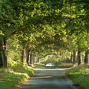 Tree Arches Over A Country Lane Art Print