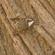 Tree Creeper Blends In Art Print