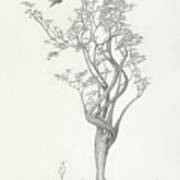 Tree Dancer In Flight Art Print