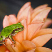 Tree Frog In The Blossoms Art Print