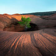 Tree In Desert Pothole Art Print