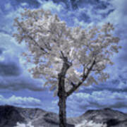Tree In Infrared - White Mountains Art Print
