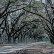 Tree Lined Way Art Print