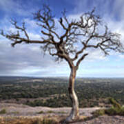 Tree On Enchanted Rock - Square Art Print