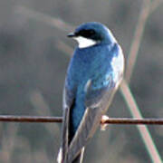 Tree Swallow Art Print