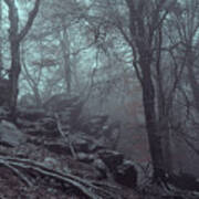 Trees And Rocks In Misty Woods Art Print