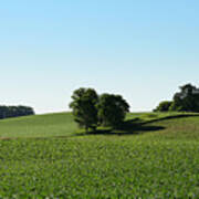 Trees In The Corn Field Art Print