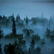Trees In The Mist Art Print
