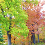 Trees With Fall Color 2 Art Print