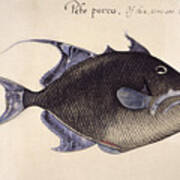 Trigger-fish, 1585 Art Print