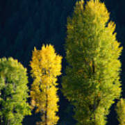 Trio Of Trees In The Tetons Art Print