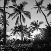 Tropical Paradise In B And W Art Print