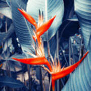 Tropical Parakeet Flower Art Print