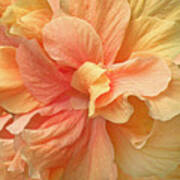 Tropical Peach Hibiscus Flower Art Print