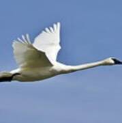 Trumpeter Swan In Flight Art Print