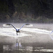Trumpeter Swans Taking Off At Mill Pond Art Print