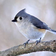 Tufted Titmouse On Dogwood 2 Art Print