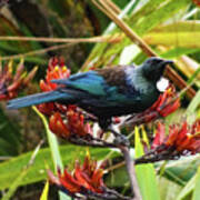 Tui In Flax Art Print