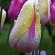 Tulip Close-up 2 Art Print