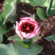 Tulip In Bloom Art Print