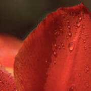 Tulip Petals After A Rain-3807 Art Print