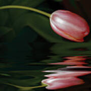 Tulip Reflections Art Print