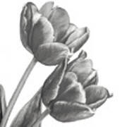 Tulip Sketch Art Print