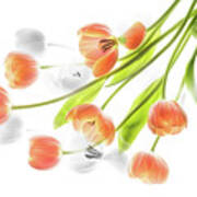 A Creative Presentation Of A Bouquet Of Tulips. Art Print
