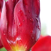 Tulip With Dew Art Print