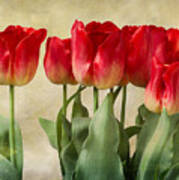 Tulips Art Print