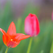 Tulips In My Garden Art Print