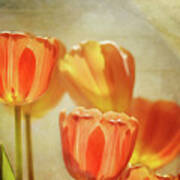 Tulips In Window Light 2 Art Print