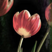 Tulips On My Table Art Print