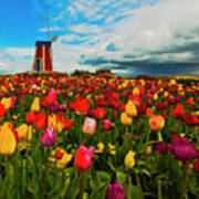 Tulips Windmill 2 Art Print