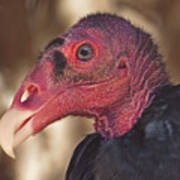 Turkey Vulture Art Print