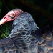 Turkey Vulture Art Print