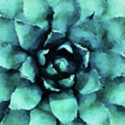 Turquoise Succulent Plant Art Print