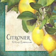 Tuscan Lemon Tree - Citronier Citrus Limonum Vintage Style Art Print