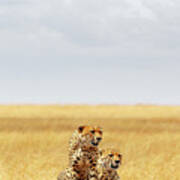 Two Cheetahs In Africa - Vertical With Copy Space Art Print