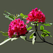 Two Dark Red Rhododendrons Art Print