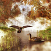 Two Ducks In A Pond Art Print