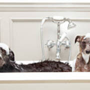 Two Funny Wet Dogs In Bathtub Art Print