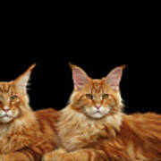 Two Ginger Maine Coon Cat On Black Art Print