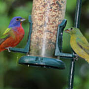 Two Painted Buntings Art Print