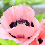 Two Pink Poppies Art Print
