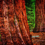 Two Sequoias At Grants Grove Art Print
